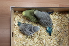 130729 --- R20, R22 och R25